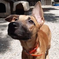 Naya, chienne à adopter