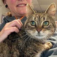 MAMA, chatte à adopter