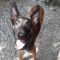 Sky, chien à adopter