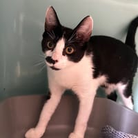 Moustache, chat à adopter