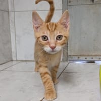 JACK, chat à adopter