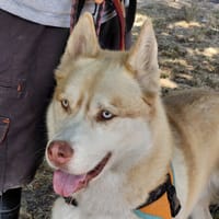ICE, chien à adopter