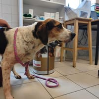 Chocolatine, chienne à adopter