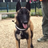 BIBA, chienne à adopter