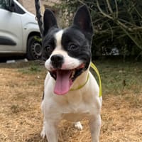 GLADYS, chienne à adopter
