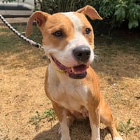 BUFFY, chienne à adopter