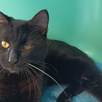 FIFI C, chat à adopter