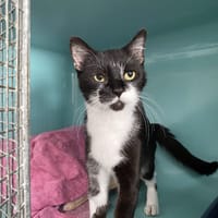 GRIMPETTE, chatte à adopter