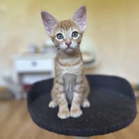 TOULOUSE, chat à adopter