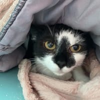 DINA, chatte à adopter