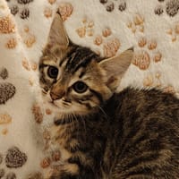 GRISETTE, chatte à adopter