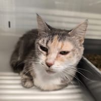 FLORIA, chatte à adopter