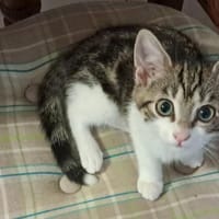 alia, chatte à adopter