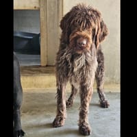 TWIXY, chienne à adopter
