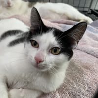 CADY, chatte à adopter