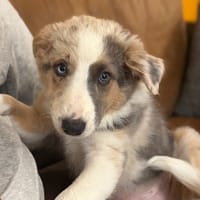KONRAD, chien à adopter