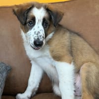 BUDDY, chien à adopter