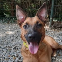 Flash, chien à adopter
