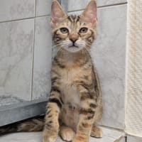 LYDIA, chatte à adopter