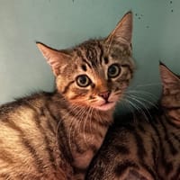 Harley [Chaton], chat à adopter