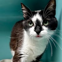 Betty, chatte à adopter