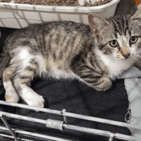 BULLE, chatte à adopter