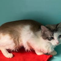 BRIGITE, chatte à adopter