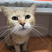 POUPOU, chatte à adopter