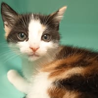 BABOUCHE C, chatte à adopter
