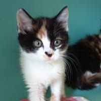 BLUBIB C, chatte à adopter