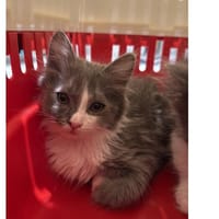 BAYA, chatte à adopter