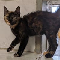 Sally, chatte à adopter