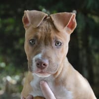 PARIS CHAO, chienne à adopter