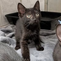 NANA, chatte à adopter