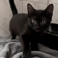 RALPH, chat à adopter