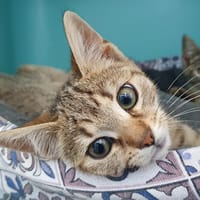DANIEL CHA, chatte à adopter
