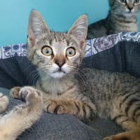 PASCAL CHA, chat à adopter