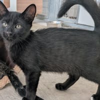 HIDEO, chat à adopter