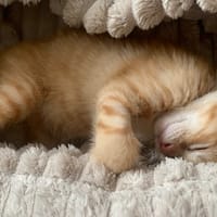 DIDIER, chat à adopter