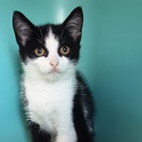 DORA C, chatte à adopter