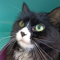 MONGUI C, chat à adopter