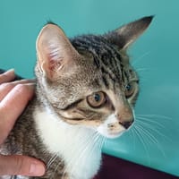 CREVETTE C, chat à adopter