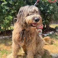 ROYANS, chien à adopter