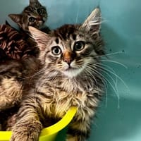 Louis [Chaton], chat à adopter