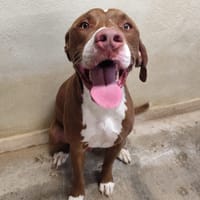 DUMBO, chien à adopter