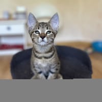 BERLIOZ, chat à adopter