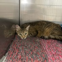 MEW TOO, chatte à adopter