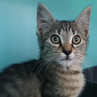 BERNARD CHA, chatte à adopter