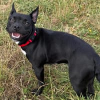 BETTY, chienne à adopter