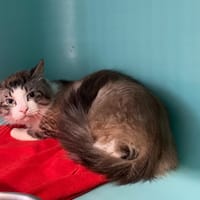 ANTHONY, chat à adopter